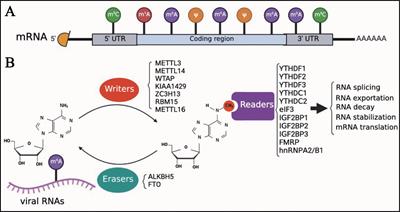 N6-methyladenosine modification of viral RNA and its role during the recognition process of RIG-I-like receptors